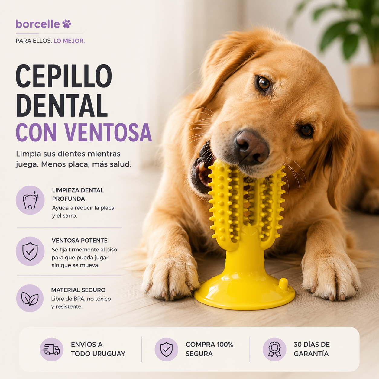 Cepillo Dental