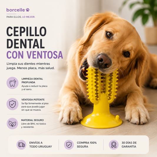 Cepillo Dental
