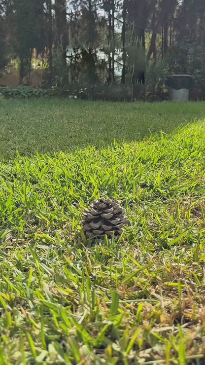 Poop Grab